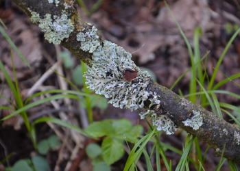 Blasenflechte (Hypogymnia physodes) - © Bernard Wieser